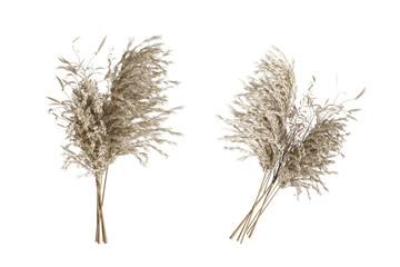 Fototapeta premium Dried pampas grass isolated on white