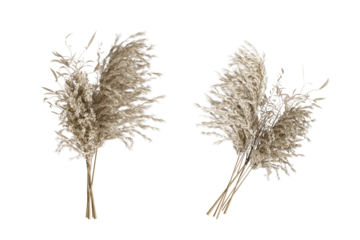 Dried pampas grass isolated on white