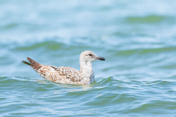 European herring gull (Larus argentatus) a species of large water bird with light plumage, a juvenile, the animal swims in the sea between the waves on a sunny day.