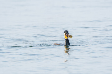 Great cormorant (Phalacrocorax carbo) a species of large water bird with black plumage and a sharp beak, the animal holds a caught fish in its beak.