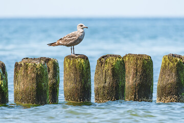 European herring gull (Larus argentatus) a species of large water bird with bright plumage and a sharp beak, the animal sits on a wooden breakwater at the seashore on a sunny day.
