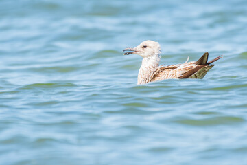 European herring gull (Larus argentatus) a species of large water bird with light plumage, a juvenile, the animal swims in the sea between the waves on a sunny day.