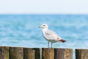 European herring gull (Larus argentatus) a species of large water bird with bright plumage and a sharp beak, the animal sits on a wooden breakwater at the seashore on a sunny day.