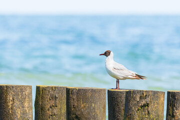 Obraz premium Black-headed gull (Chroicocephalus ridibundus) a species of medium-sized migratory waterbird with light plumage, a black head and a red beak, the animal sits on a wooden breakwater at the seashore.