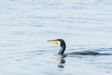 Great cormorant (Phalacrocorax carbo) a species of large water bird with black plumage and a sharp beak, the animal swims in the water in search of fish.