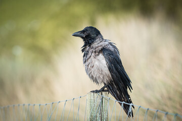 Carrion crow (Corvus corone) a species of medium-sized bird with grey-black plumage and a large black beak, a wet animal sits on a fence and dries its feathers.
