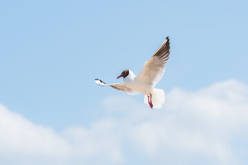 Black-headed gull (Chroicocephalus ridibundus) is a species of medium-sized migratory water bird with light plumage, a black head and a red beak, the animal flaps its wings in the air on a sunny day.