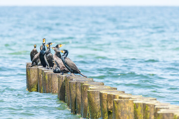 Great cormorant (Phalacrocorax carbo) a species of large water bird with black plumage and a sharp beak, the animals sit on a wooden breakwater at the seashore on a sunny summer day.