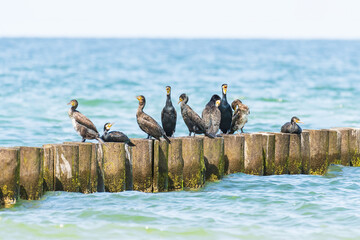 Great cormorant (Phalacrocorax carbo) a species of large water bird with black plumage and a sharp beak, the animals sit on a wooden breakwater at the seashore on a sunny summer day.