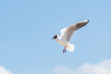 Black-headed gull (Chroicocephalus ridibundus) is a species of medium-sized migratory water bird with light plumage, a black head and a red beak, the animal flaps its wings in the air on a sunny day.
