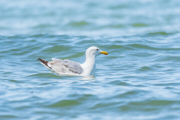European herring gull (Larus argentatus) a species of large water bird with bright plumage, the animal swims in the sea between the waves on a sunny day.