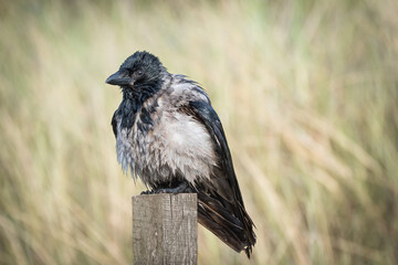 Carrion crow (Corvus corone) a species of medium-sized bird with grey-black plumage and a large black beak, a wet animal sits on a wooden post and dries its feathers.