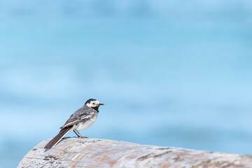 White wagtail (Motacilla alba) a species of small bird with light plumage and a black and white head, the animal sits on a wooden log on the seashore on a sunny day.