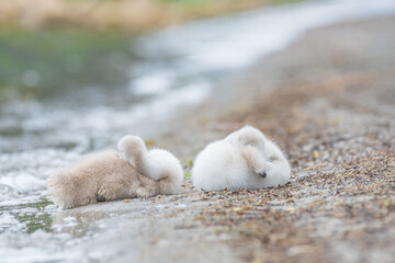 Mute swan (Cygnus olor) a species of large water bird with white plumage and a long neck, small chicks rest and sleep on the shore of a lake.