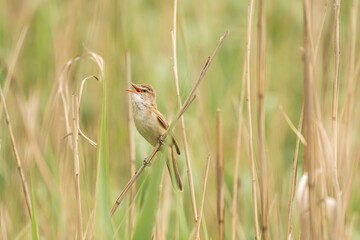 Great reed warbler (Acrocephalus arundinaceus) a species of small migratory bird with light brown plumage, the animal sits on a dry reed with an open beak on a sunny day.