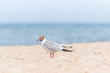 Black-headed gull (Chroicocephalus ridibundus) a species of medium-sized migratory waterbird with light plumage, a black head and a red beak, the animal walks on the beach on a sunny day.