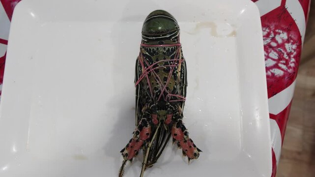 fresh spiny lobster tied with rubber bands on white plate