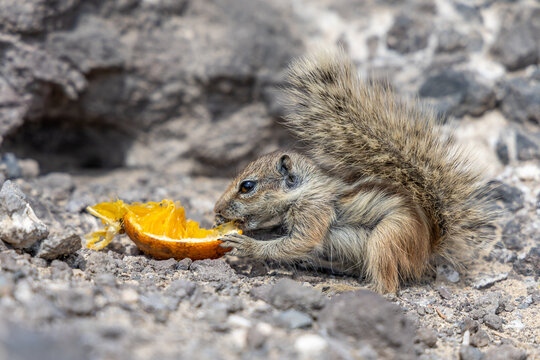 Gestreiftes Atlash&ouml;rnchen auf Fuerteventura
