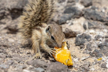 Gestreiftes Borstenh&ouml;rnchen auf Fuerteventura
