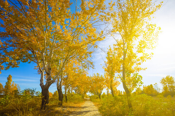 ground road among forest glade covered by red dry leaves,  beautiful autumn  forest scene © Yuriy Kulik