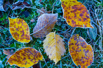 closeup frozen dry  leaves on ground, beautiful seasonal natural background