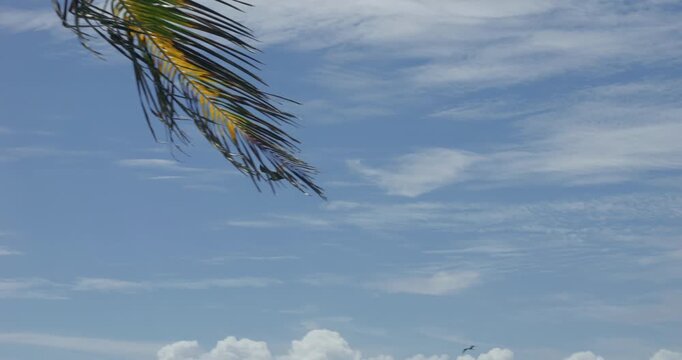 Mouette et fr&eacute;gate volant sur la mer et les sarqasse au guadeloupe