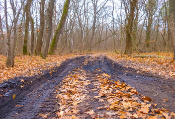 ground road among forest glade covered by red dry leaves,  beautiful autumn  forest scene © Yuriy Kulik