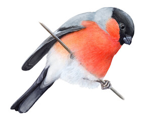 Watercolor beautiful realistic illustration of a bullfinch sitting on a branch