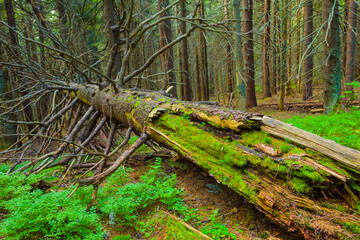 closeup dry tree among green fir forest © Yuriy Kulik