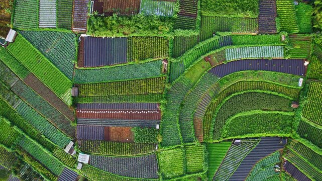 Aerial drone footage of lush mountain gardens from above in Indonesia, in the valley of Magelang, Java island