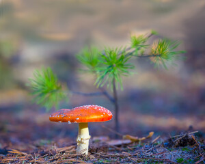 closeup  red flyagaric mushroom on the autumn forest glade © Yuriy Kulik
