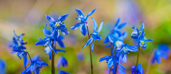 closeup wild blue snowdrop flower in spring forest © Yuriy Kulik