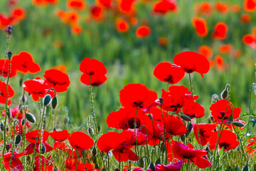 Obraz premium closeup spring prairie with red poppy flowers, beautiful seasonal natural background