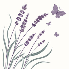 Purple lavender flowers and butterflies on white background