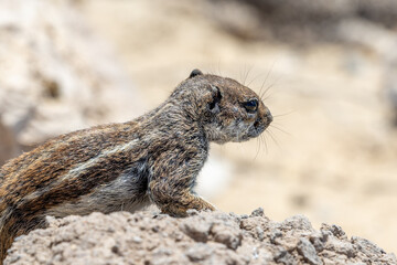 Obraz premium Gestreiftes Borstenhörnchen auf Fuerteventura 