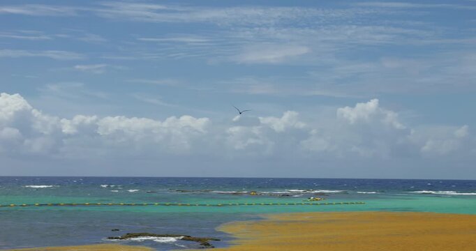 Mouette et fr&eacute;gate volant sur la mer et les sarqasse au guadeloupe