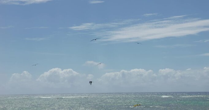 Mouette et fr&eacute;gate volant sur la mer et les sarqasse au guadeloupe