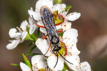 Australian Flower Wasp with Transparent Wings on Blossom