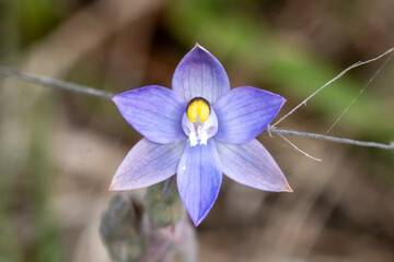 Single Blue Sun Orchid in Natural Bushland - Australian Wildflower