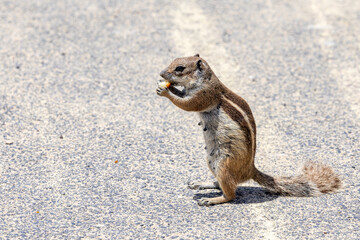 Gestreiftes Borstenh&ouml;rnchen auf Fuerteventura

