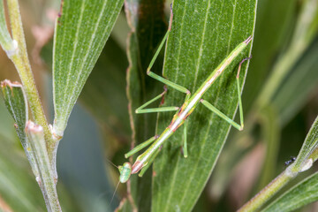 Stick Mantis Camouflaged on Green Leaves