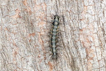 Hairy caterpillar camouflaged against tree bark