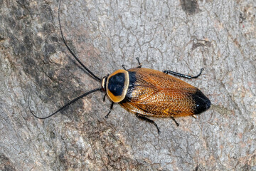 Large native cockroach resting on textured tree bark