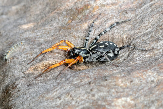Spotted ground spider with orange legs hunting on tree bark