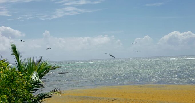 Mouette et fr&eacute;gate volant sur la mer et les sarqasse au guadeloupe