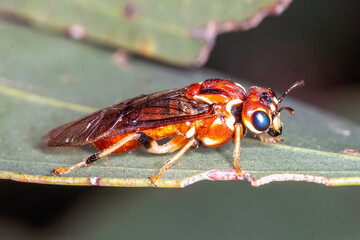 Adult sawfly resting on eucalyptus leaf
