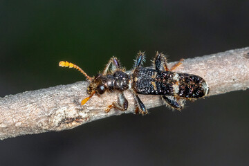 Checkered Beetle Perched on Twig