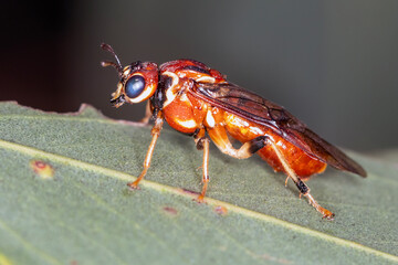 Australian Sawfly Perched on Native Leaf