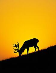 Majestic stag silhouette grazing on a grassy hill against a vibrant orange sunset sky