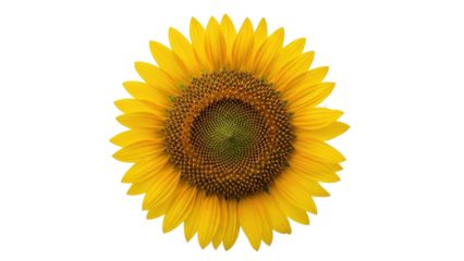 Vibrant Sunflower Bloom Against Stark Black Background